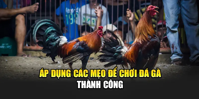 ap-dung-cac-meo-de-choi-da-ga-thanh-cong