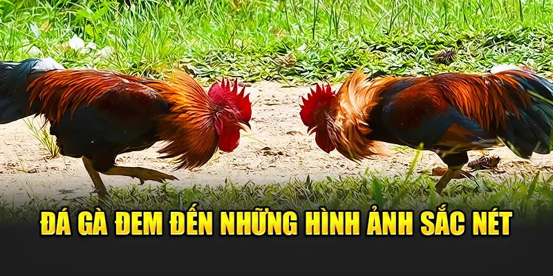 da-ga-dem-den-nhung-hinh-anh-sac-net