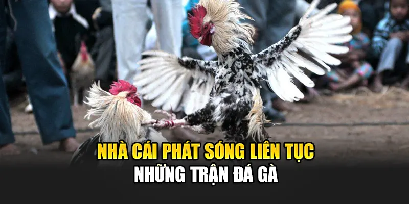 nha-cai-phat-song-lien-tuc-nhung-tran-da-ga