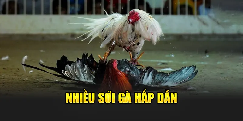 nhieu-soi-ga-hap-dan